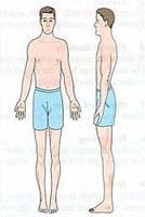 Krečmerio piknišką tipą). Mezomorfinio komponento (1-7-1) kraštutinis variantas klasikinis atletas; jo kūno sudėtyje dominuoja kaulai ir raumenys.
