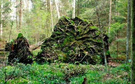 I kelionė. Pažintis su medžiu skaidžiusios į smulkutes mažas šakneles, kurių mažiausios akiai nepastebimos.