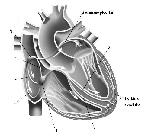 Užduotis 10 Žmogaus gyvoji elektrinė Vertė: 4 balai Širdies raumuo susideda iš dviejų tipų ląstelių: miokardo susitraukiamųjų skaidulų ir specializuotų elektrinio laidumo skaidulų.
