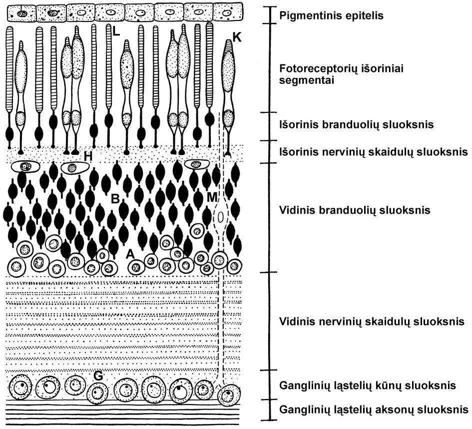 2 pav. Pievinės varlės tinklainės architektūros schema. A, amakrininė ląstelė; B, bipolinė ląstelė; G, ganglinė ląstelė.