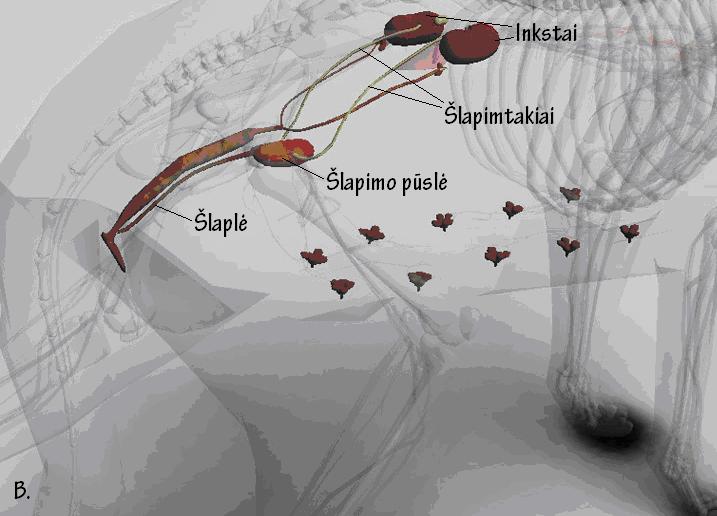 šlaplės angą, kuria šlapimo pūslė jungiasi su šlapimtakiu (Dyce et al., 2009).