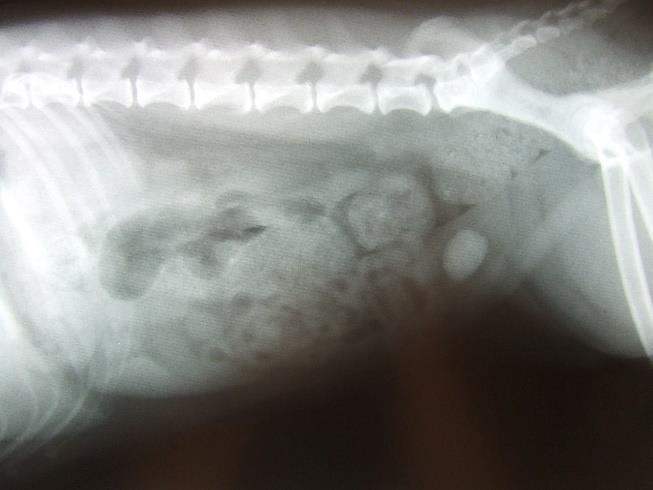 Rentgenografinio tyrimo rezultatai, diagnozuojant šlapimo takų akmenligę (n=48) Diagnozuojant šunų šlapimo takų akmenligę, iš atrinktų 60 atvejų, rentgenografinis tyrimas buvo atliktas 48 pacientams.