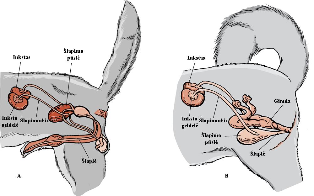 1. LITERATŪROS APŽVALGA 1.1. Šalinimo sistemos anatomija Šalinimo sistema susideda iš dviejų inkstų, dviejų šlapimtakių (4) (kanalų, kurie jungia inkstus su šlapimo pūsle), šlapimo pūslės ir šlaplės