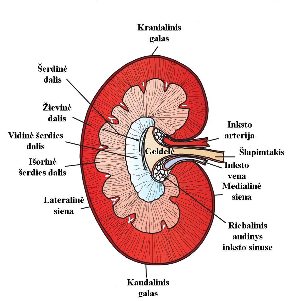pav. Šuns inksto schema, dorsalinis pjūvis (8) Šlapimtakiai (ureteres) yra raumeniniai latakai, jungiantys insktus su šlapimo pūsle. Jie yra poriniai ir išeina iš abiejų inkstų.