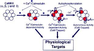 Ca2+ receptorių CaM, turi autoreguliavimo sritį (6 pav.), kuri draudžia arba slopina enziminį aktyvumą kai nėra Ca2+/CaM kompleksų. Šio komplekso prisijungimas sukelia didžiausią CaMKII aktyvumą.