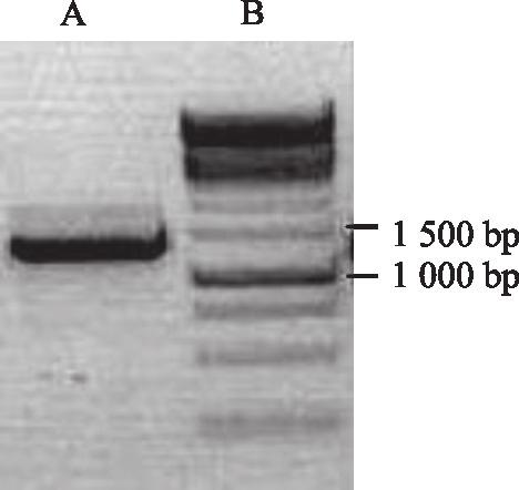0,1 µm pradmenų, 1,25 Taq DNR polimerazės ir po 500 ng kdnr, amplifikacijos reakcija.