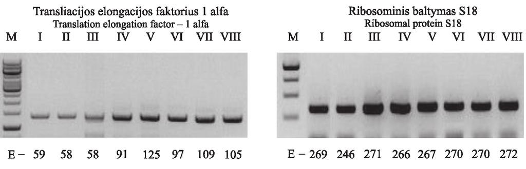 P. lactiflora EF-1α geno raiška mikroūgliuose, grūdintuose 4 C temperatūroje, buvo palyginta su pastoviai veikiančio ribosominio baltymo S18 geno raiška (5 pav.). 5 pav. EF-1α ir S18 genų raiška P.