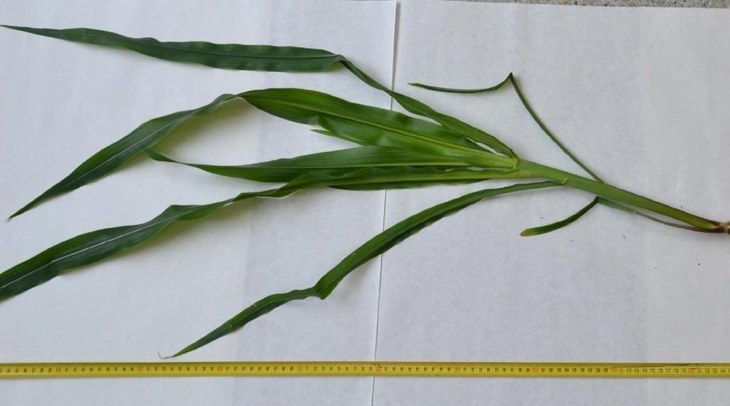 kukurūzų augimui. Kontrolinio varianto augalai vidutiniškai suformavo 6 lapus (4.A.pav.
