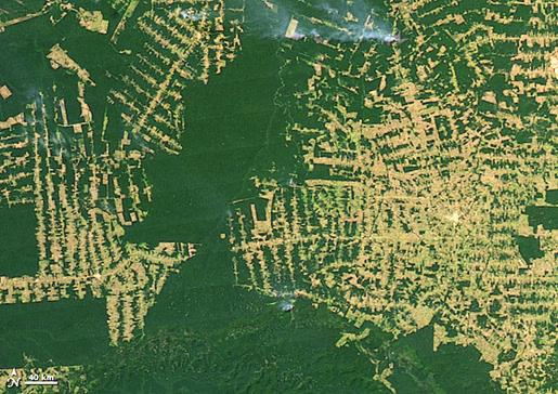 A aliejinių palmių plantacijas Malaizijoje B iškirstų miškų ruožus Amazonijoje C kertamų miškų