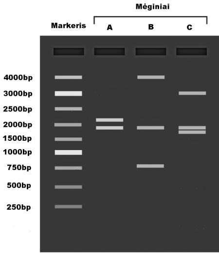 Užduotis 10 Plazmidės Vertė: 4 balai Laboratorijoje buvo siekiama įliguoti geną X į plazmidę plitbo51.