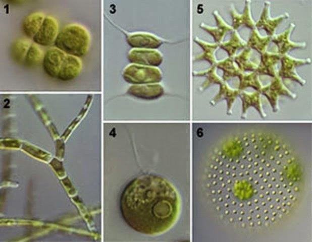 1 klasė yra: Clorophyceae (žalieji dumbliai) Daugiausia paplitę gėlame vandenyje ir kelios rūšys yra aptinkamos jūroje.
