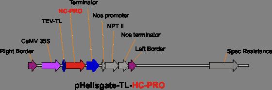 BTI EGIS HC (Helper Component)-proteazės Klonuotos dvi