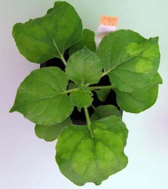 BTI EGIS Sukonstruotos laikinos raiškos sistemos patikrinimas Infiltruoti 5 ir 6 savaičių amžiaus N. benthamiana augalai.