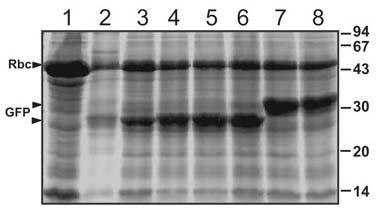 s.6his-gfp (citozolis) SDS-PAGE Coomassie Bendras tirpių lapų baltymų ekstraktas Skirtingos signalinės sekos leidžia parinkti