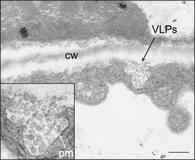 Gripo viruso VLP pumpuruoja nuo plazminės membranos VLP