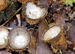 dirvožemio, pūvančios medienos, miškuose ir parkuose, vasarą ir rudenį. Jauni vaisiakūniai valgomi. Cyathus striatus (Huds.) Willd.