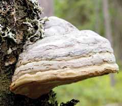 Kepurėlės paviršius lygus, koncentriškai rievėtas, pilkos arba pilkšvai rudos spalvos, su šviesesniais kraštais. Kepurėlę sudaro luobelė, trama ir himenoforas. Trama ruda, kieta, kamštiška.