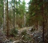 Privalomas visoms VĮ miškų urėdijoms