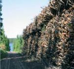parinkimas biokuro žaliavos iš miško