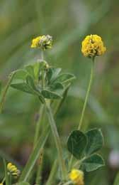 28 * Apyninė liucerna (Medicago lupulina L.) - vienmetis arba kelis metus gyvenantis augalas. Dažnas. Žydi geltonais žiedynais, sudarytais iš 15-50 žiedų. Žieduose yra nektaro.