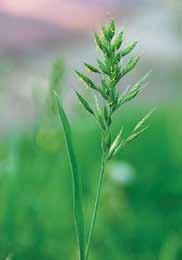 * Beginklė dirsė (Bromus inermis Leyser) - daugiametis, pašarinis augalas. Savaime auga laukuose, krūmynuose, pagrioviuose, kalvose, pakelėse, pakrantėse, pievose. Dažna visoje Lietuvos teritorijoje.