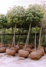 Augalų Priežiūros Prekės GREENFIX BURLAP SISTEMA GREENFIX Rootball-Mat sukurtas tam, kad būtų galima ištisus metus aprūpinti medžius ir krūmus konteineriuose laikomais augmenijos ištekliais.