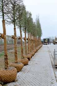Matuojami GREENFIX Kamienų Rootball-Mat paliekamas Tvirtas ir sveikas augalų Kamienų apsaugos sistemos ir Apsaugos suteikti privalumai su medžiais, kai vyksta jų augimas.