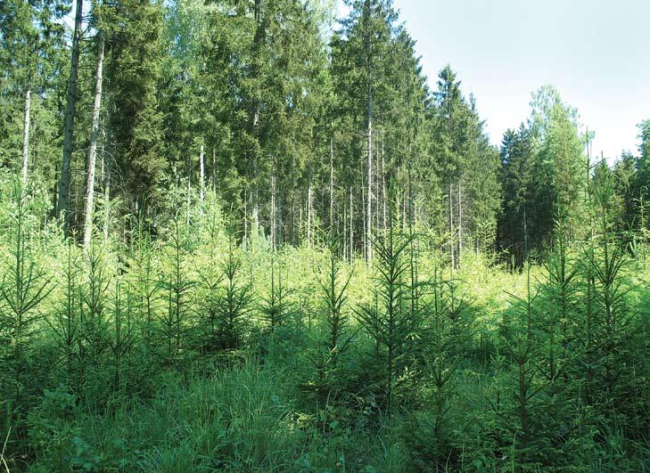 Miškininkystė Miško auginimo efektyvumas ir racionalus miško išteklių naudojimas Vaclovo Trepėnaičio nuotrauka Miškų naudojimas, kirtimai, jų intensyvumas yra tiesiogiai susiję su miško auginimo