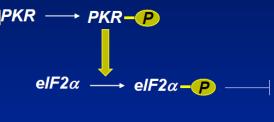 Nitazoksanidas Pirmuonių ir anaerobinių bakterijų: tiesioginis slopinimas piruvato: feredoksin oksidoreduktazės elektronų transporto grandinėje.
