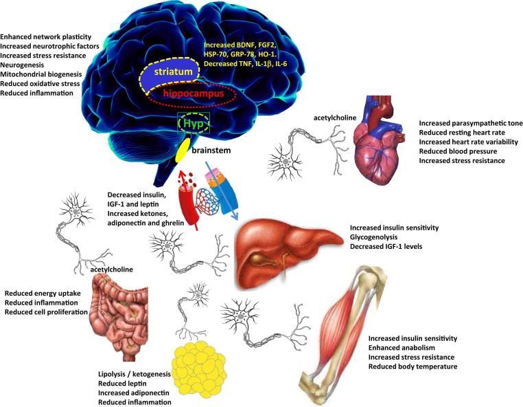 Endocrine Systems as Mediators of