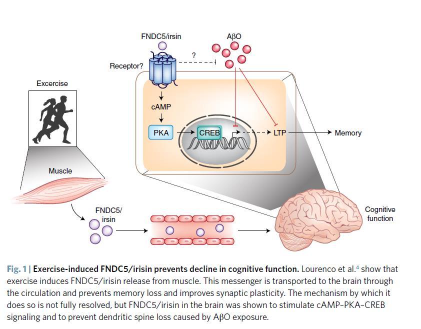 Alzheimerio liga, fizinis krūvis ir atmintis sinapsių plastiškumas! Chen, X., & Gan, L. (2019).